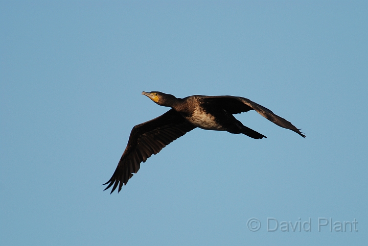Cormorant in flight - B.jpg - Cormorant flying - Welney